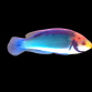 Cirrhilabrus solorensis M&acirc;le Sub-adulte 5-6 cm