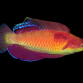 Cirrhilabrus tonozukai M&acirc;le 5-6 cm