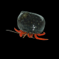 Clibanarius rutilus 1-2 cm