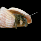 Clibanarius spp. 1-2cm - Lot de 10 Special Nano