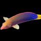 Coris gaimard Adulte 8-12 cm