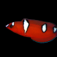 Coris gaimard Juv&eacute;nile 5-8 cm