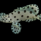 Cromileptes altivelis 12-18 cm