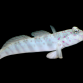 Cryptocentrus leptocephalus 6-8 cm