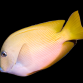 Ctenochaetus cyanocheilus Adulte 12-15 cm