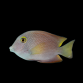 Ctenochaetus strigosus M