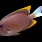 Ctenochaetus tominiensis Adulte 8-12 cm