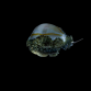 Cypraea annulus ou moneta -lot de 5
