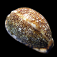 Cypraea arabica 4-6 cm