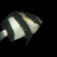 Dascyllus aruanus 2-3 cm