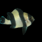 Dascyllus melanurus 3-5 cm
