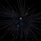 Diadema setosum 4-6 cm