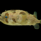 Diodon holocanthus 10-15 cm