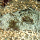 Dolabella auricula