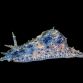 Dolabrifera dolabrifera 5-7cm