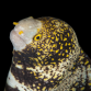 Echidna nebulosa 20-30cm