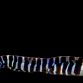 Echidna polyzona 15-20 cm