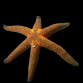Echinaster luzonicus 4-6 cm Mauve