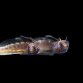 Emblemarias hypacanthus 4-5cm