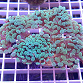 Euphyllia paraancora blue light 01