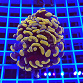 Euphyllia paraancora yellow