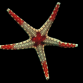 Fromia monilis 5-7 cm Orange