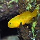 Gobiodon okinawae