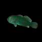 Gobiodon rivulatus 2-3cm