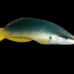 Gomphosus caeruleus Femelle 7-10 cm Beige