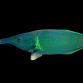 Gomphosus caeruleus M&acirc;le 10-15 cm Vert