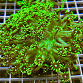 Goniopora stokesi Green fusion 01