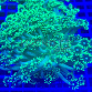 Goniopora stokesi Green fusion 01