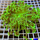Goniopora stokesi Green fusion 02