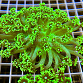 Goniopora stokesi Green fusion 03