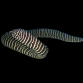 Gymnomuraena zebra 20-30 cm