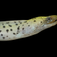 Gymnothorax fimbriatus Adulte 30-50 cm