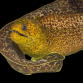 Gymnothorax flavimarginatus 40-60 cm