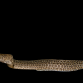 Gymnothorax pictus 50-80 cm