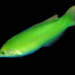 Halichoeres chloropterus Femelle 4-5 cm