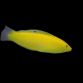 Halichoeres chrysus Femelle 3-4 cm