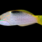 Halichoeres hortulanus 5-10 cm