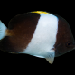 Hemitaurichthys zoster 4-7 cm