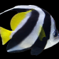Heniochus acuminatus 4-6 cm