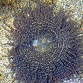 Heteractis aurora