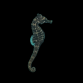 Hippocampus erectus Small Bruns - Elevage