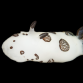 Jorunna funebris 5-7 cm