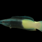 Labroides bicolor Juv&eacute;nile M