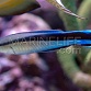 Labroides dimidiatus