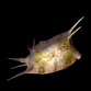 Lactoria cornuta 2-4 cm