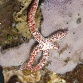 Linckia multifora